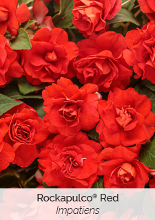 Rockapulco Red Impatiens