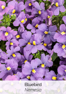 Bluebird Nemesia