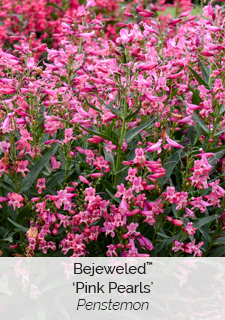 Bejeweled 'Pink Pearls' Penstemon