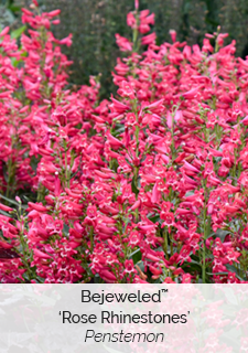 Bejeweled Rose Rhinestones Penstemon