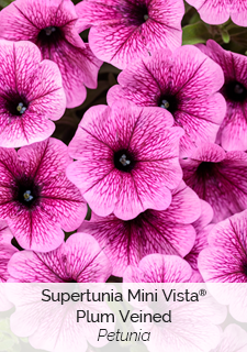 Supertunia Mini Vista Plum Veined Petunia