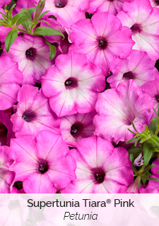 Supertunia Tiara Pink Petunia