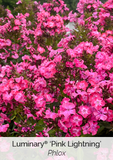 Luminary 'Pink Lightning' Phlox