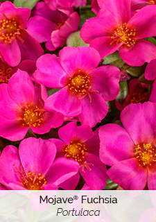 Mojave Fuchsia Portulaca