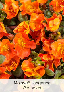 Mojave Tangerine Portulaca