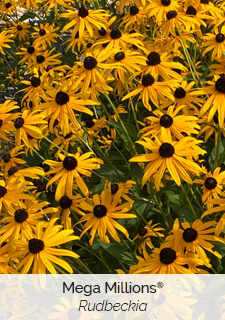 Mega Millions Rudbeckia