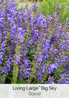 Living Large Big Sky Salvia