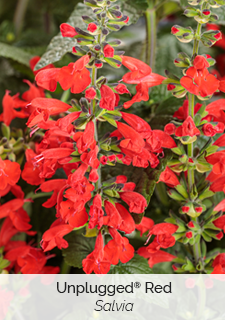 Unplugged Red Salvia