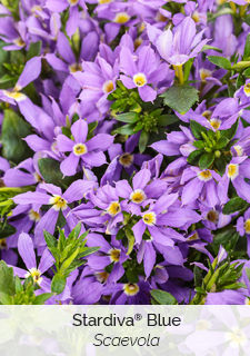 Stardiva Blue Scaevola