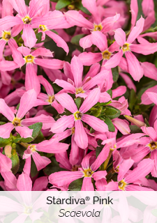 Stardiva Pink Scaevola