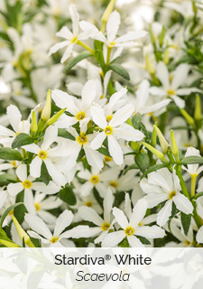 Stardiva White Scaevola