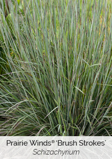 Prairie Winds 'Brush Strokes' Schizachyrium