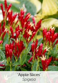 'Apple Slices' Spigelia