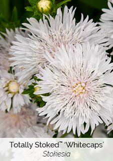 Totally Stoked Whitecaps Stokesia