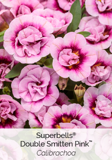 Superbells Double Smitten Pink Calibrachoa