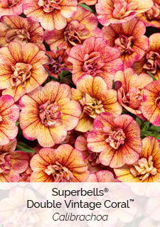 Superbells Double Vintage Coral Calibrachoa