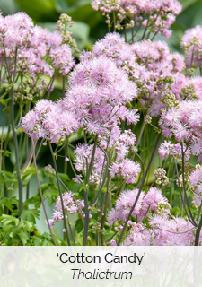 'Cotton Candy' Thalictrum