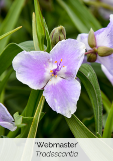 'Webmaster' Tradescantia