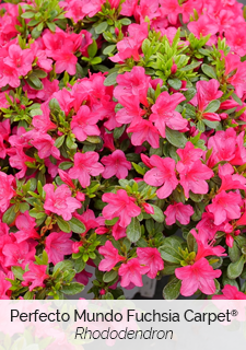 Perfecto Mundo Fuchsia Carpet Rhododendron