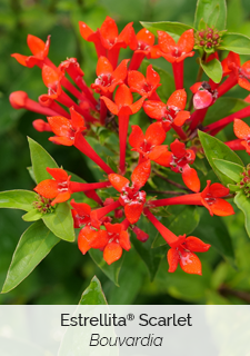 Estrellita Scarlet Bouvardia