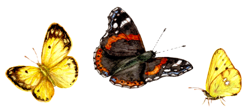 butterfly trio watercolor