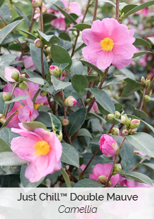 Just Chill Double Mauve Camellia