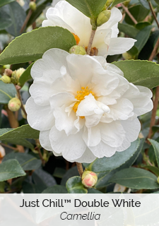 Just Chill Double White Camellia