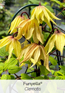 Funyella Clematis