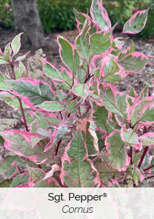 Sgt. Pepper Cornus