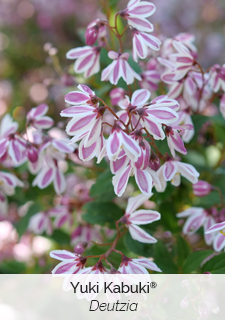 Yuki Kabuki Deutzia