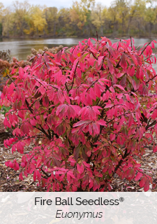 Fire Ball Seedless Euonymus