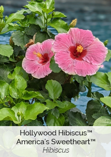 Hollywood Hibiscus America's Sweetheart Hibiscus