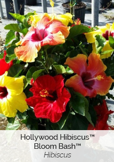 Hollywood Hibiscus Bloom Bash Hibiscus