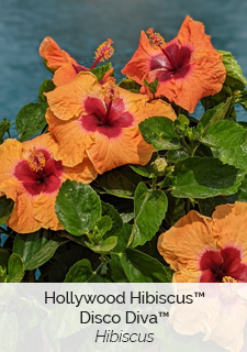 Hollywood Hibiscus Disco Diva Hibiscus