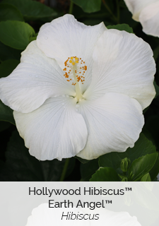 Hollywood Hibiscus Earth Angel Hibiscus