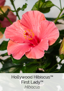 Hollywood Hibiscus First Lady Hibiscus