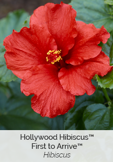 Hollywood Hibiscus First to Arrive Hibiscus