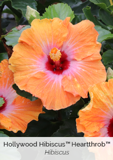 Hollywood Hibiscus Heartthrob Hibiscus