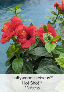 Hollywood Hibiscus Hot Shot Hibiscus