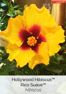 Hollywood Hibiscus Rico Suave Hibiscus