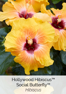 Hollywood Hibiscus Social Butterfly Hibiscus