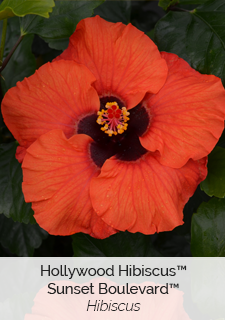 Hollywood Hibiscus Sunset Boulevard Hibiscus