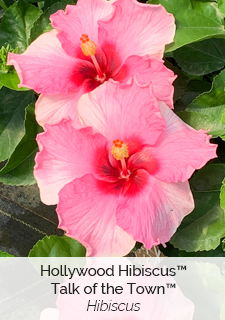 Hollywood Hibiscus Talk of the Town Hibiscus