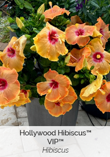 Hollywood Hibiscus VIP Hibiscus