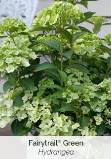 Fairytrail Green Hydrangea