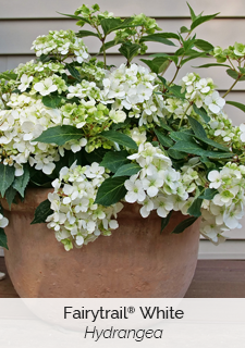 Fairytrail White Hydrangea