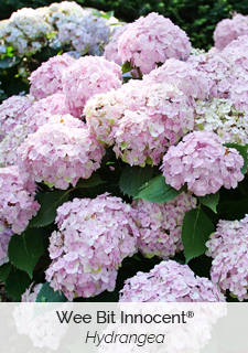 Wee Bit Innocent Hydrangea