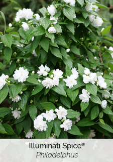 Illuminati Spice Philadelphus