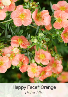 Happy Face Orange Potentilla