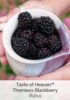 Taste of Heaven Thornless Blackberry Rubus